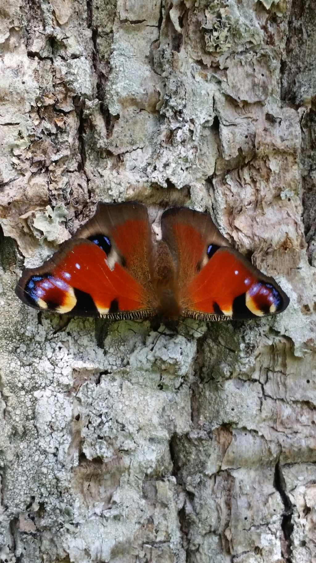 Riconoscimento farfalla1? Aglais io - Nymphalidae